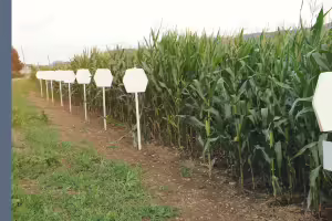 corn test plot