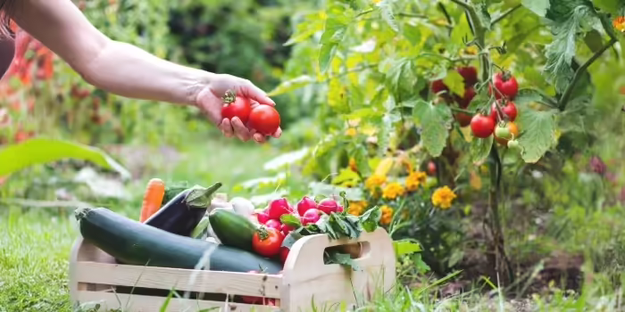 A person harvesting tomatoes from the plant