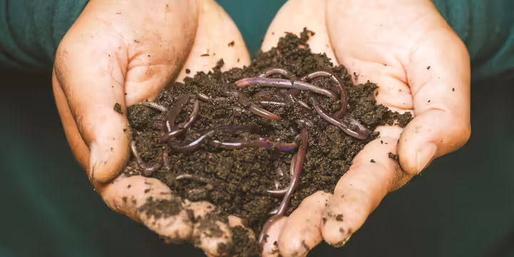 hands holding dirt and worms
