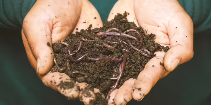hands holding dirt and worms