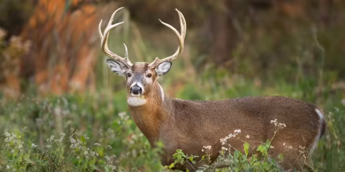 a deer with antlers standing in the woods