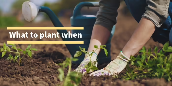 pair of hands in a garden planting 