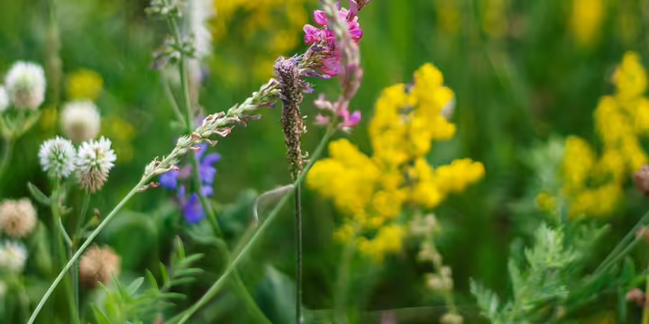 purple and yellow wildflowers