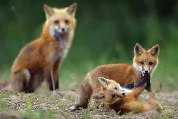 a group of foxes