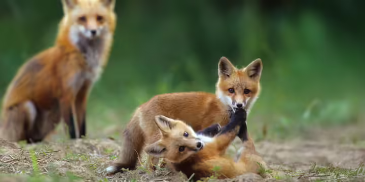 a family of foxes