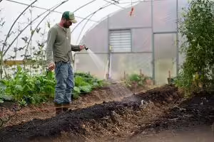 man watering dirt in greenhouse