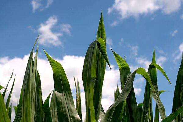 mature corn stalks against beautiful Illinois Sky