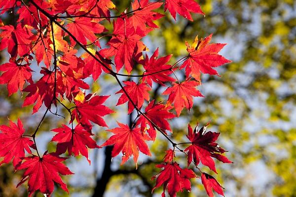 This red maple is exhibiting early fall color due to added stress from a trunk injury.