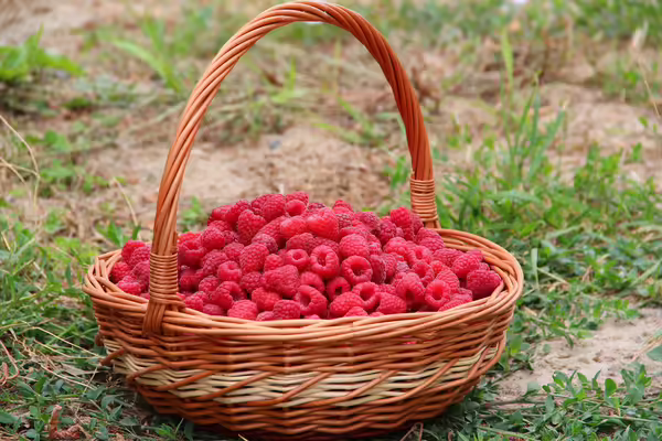 raspberry
