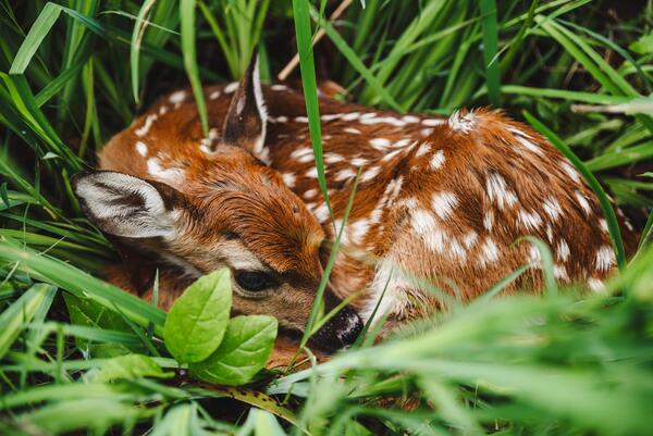 closeup of young deer with white spots curled up in the grass