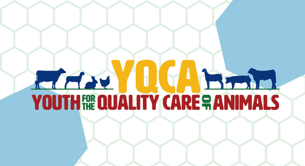 YQCA - Youth for the quality care of animals