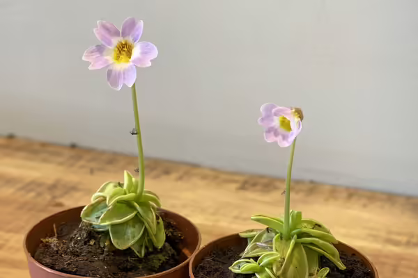 two blooming pinguicula plants in containers