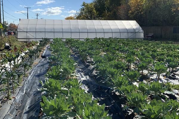 rows of vegetables with tarp over soil grow behind garden building