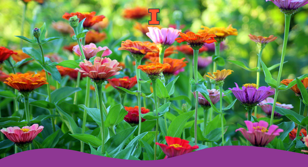 Orange, purple, pink, and red prairie flowers.