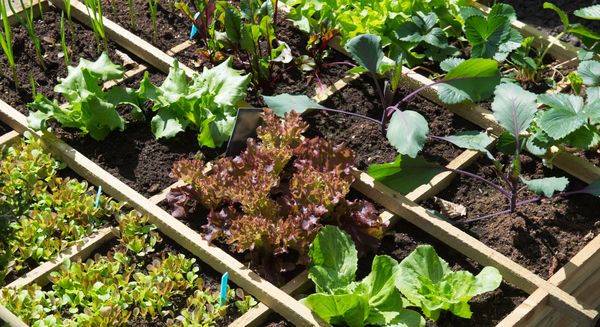 Vegetable garden with an assortment of vegetables growing in containers.