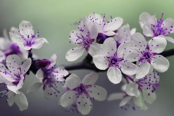 Spring flowers.