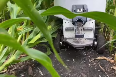 robot in corn field