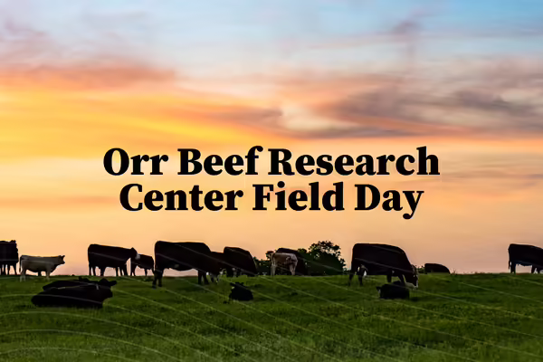 beef cattle in field