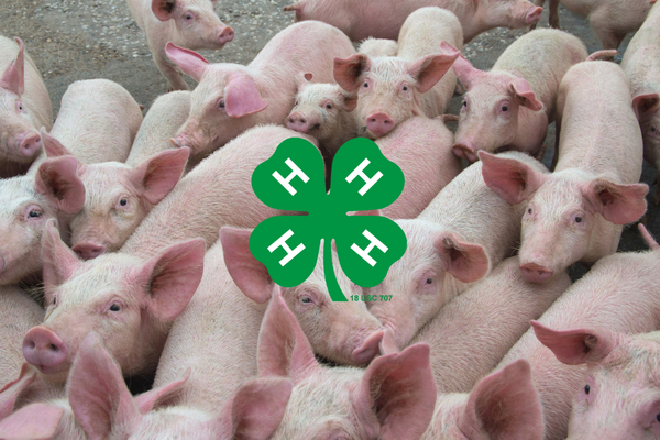 pigs with 4-H logo