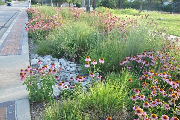 Purple coneflower, grass, and permeable pavement pavers.