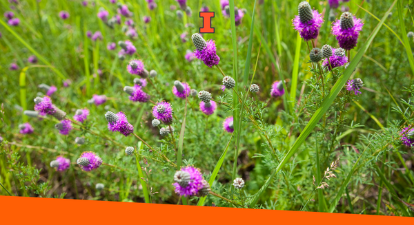 Verbena wildflowers growing in a prairie.