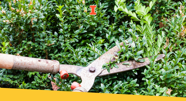 Using garden loppers to prune a boxwood bush.