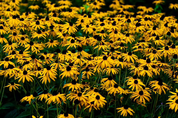 black eyed susans
