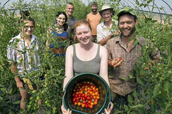picking tomatoes in high tunnel