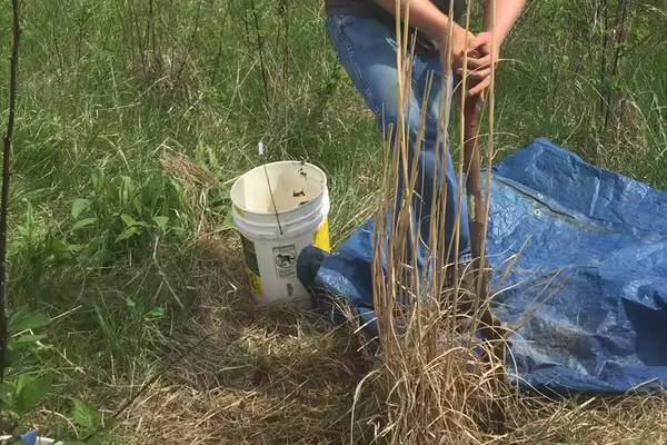 digging up invasive plants
