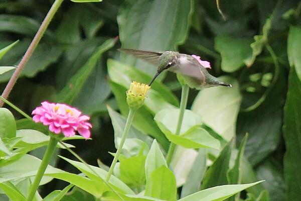 hummingbird at zinnia