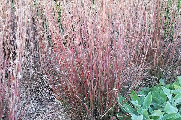 Little bluestem is a native prairie grass with beauty in all four seasons, including excellent fall color.