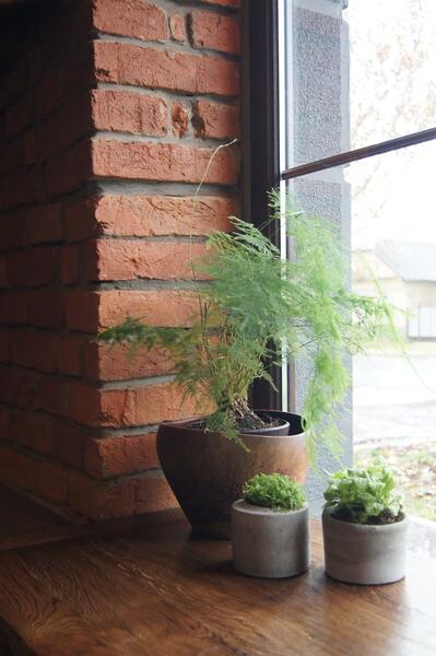 Herbs in a rustic containers on a wooden windowsill by a brick wall
