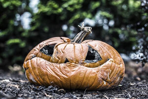 decaying pumpkin