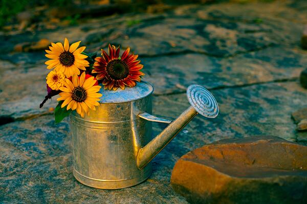 watering can with flowers in top