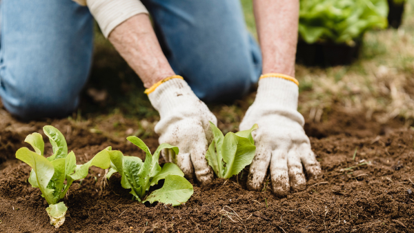 hands in garden glove working soil