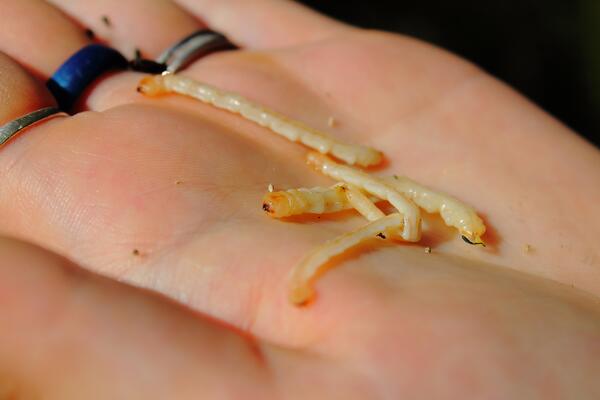 close up of hand holding several small flat larvae of an emerald ash borer