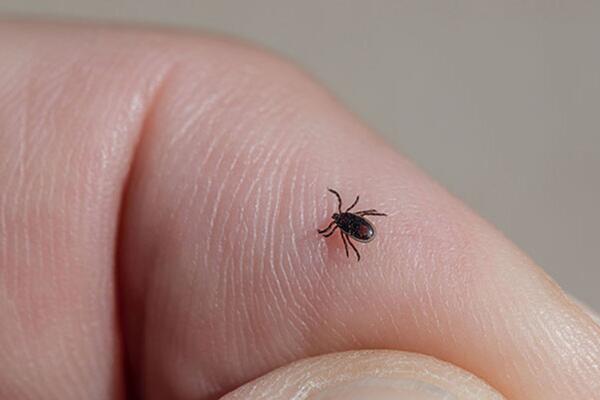 Tiny tick-insect crawling on person's finger.
