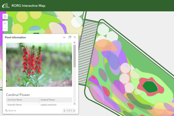 Screen capture of a website showing a red blooming flower next to a digital map showing its location in the Red Oak Rain Garden