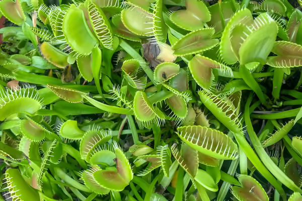 venus fly trap