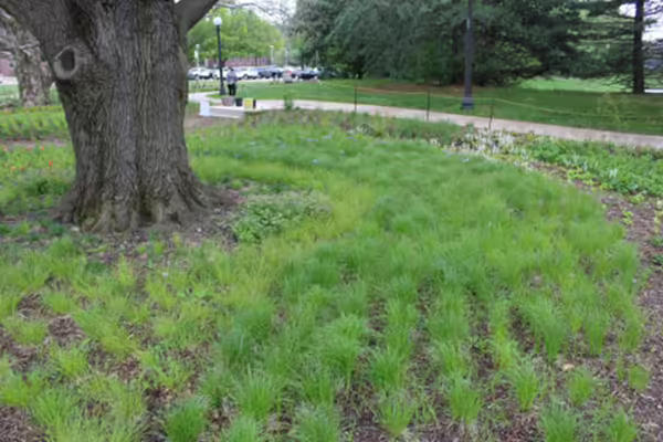 Planted grasses beneath tree.