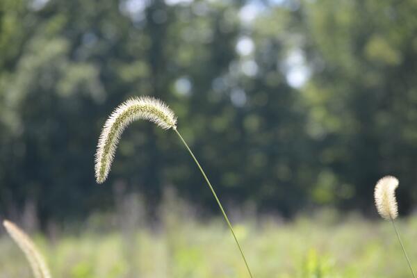 Up close piece of Foxtail grass in a field.