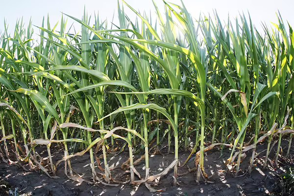 field of tall growing corn under sun