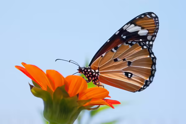 monarch on an orange flower