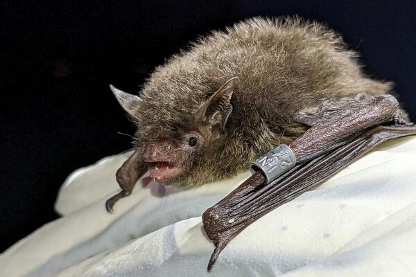 An Indiana Bat with a metal band on its wing
