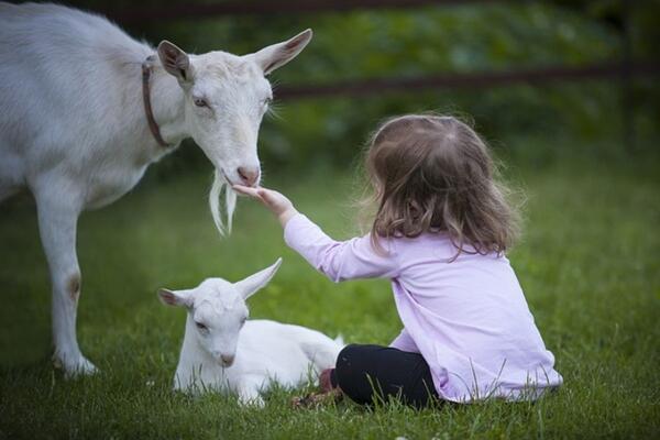 white mom goat, baby goat and little girl feeding them