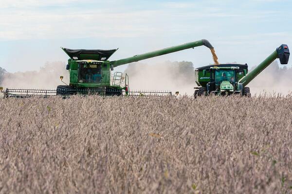 Farmers drive through field with equipment harvesting soybeans