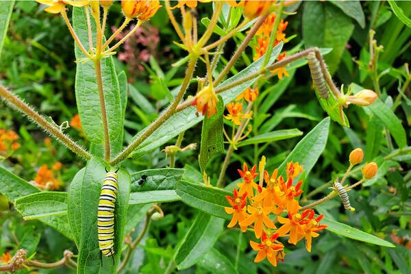 Monarch caterpillars crawling around milkweed plants.
