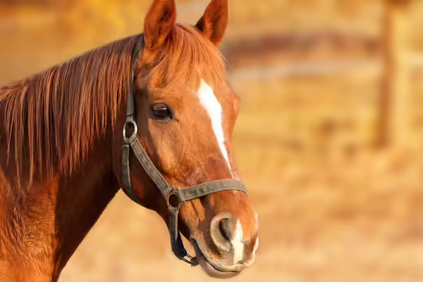 horse in field