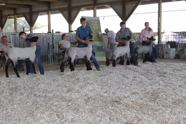 Kids and sheep lined up in a barn