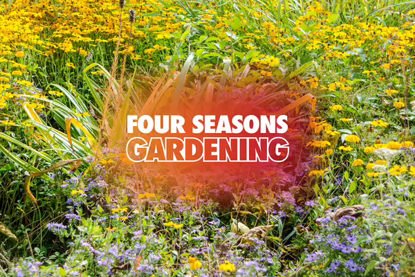 Group of yellow and purple perennial plants.